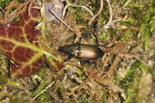Réf. 280 635 : Poecilus cupreus